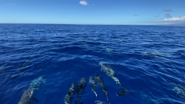 Whale watching with children and spinner dolphins in Mayotte island