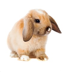 Fototapeta premium Lop Eared Rabbit