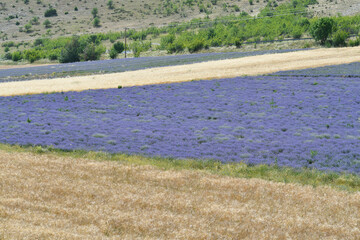 Fototapeta na wymiar Greece, Lavender Filed