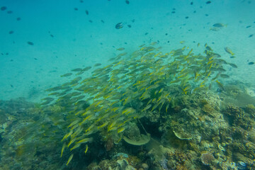 フィリピンのパラワン州エルニドでダイビングをしている風景 Scenery of diving in El Nido, Palawan, Philippines. 
