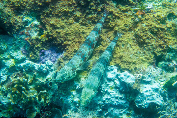 フィリピンのパラワン州エルニドでダイビングをしている風景 Scenery of diving in El Nido, Palawan, Philippines. 