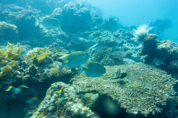 Naklejka na ściany i meble フィリピンのパラワン州エルニドでダイビングをしている風景 Scenery of diving in El Nido, Palawan, Philippines. 