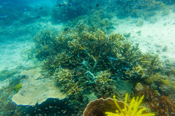 Fototapeta premium フィリピンのパラワン州エルニドでダイビングをしている風景 Scenery of diving in El Nido, Palawan, Philippines. 