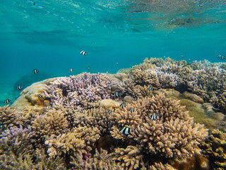 Beautiful coral reefs landscape of Reunion island