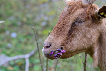 Portrait einer Ziege beim fressen von Disteln