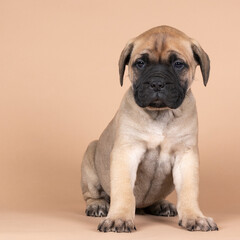 Obraz premium bull mastiff dog puppy isolated on a beige background