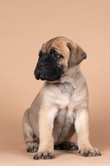 Obraz premium bull mastiff dog puppy isolated on a beige background