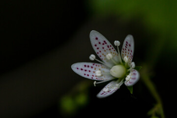 Saxifraga bronchialis flower in forest