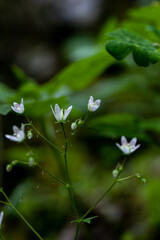 Saxifraga bronchialis flower growing in forest, close up shoot