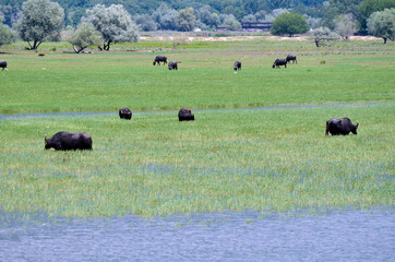 Greece, Lake Kerkini