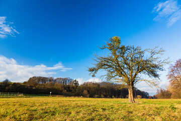 ドイツ　ヘーヒスト・イム・オーデンヴァルトの牧場