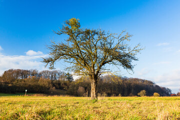 ドイツ　ヘーヒスト・イム・オーデンヴァルトの牧場