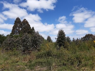 Obraz premium Monte en Galicia