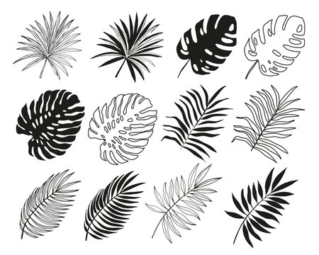 Collection of summer tropical palm leaves. Vector illustration black silhouette on white background isolated