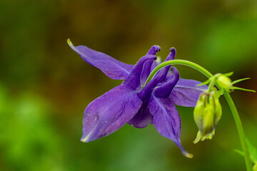 Naklejka premium Aquilegia nigricans flower growing in field