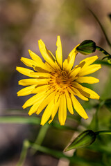 Tragopogon pratensis flower in field, close up