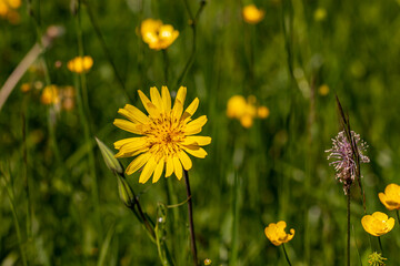 Fototapeta premium Tragopogon pratensis flower in field 