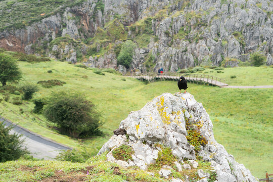 black bird perched on stone in mountain