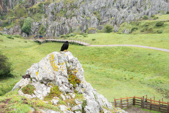 black bird perched on stone in mountain