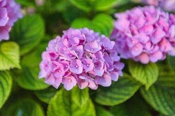 Fototapeta premium Geranium.