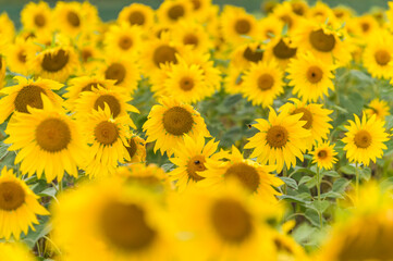 Fototapeta premium Sunflowers in a field in summer, England