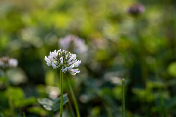 Trifolium repens flower growing in field, macro