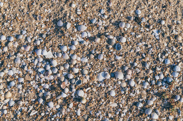 Seashells on a sandy beach