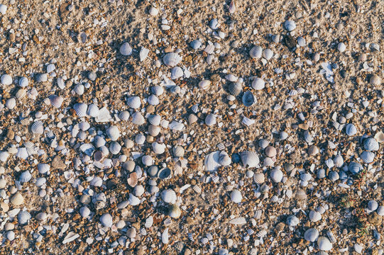 Seashells on a sandy beach