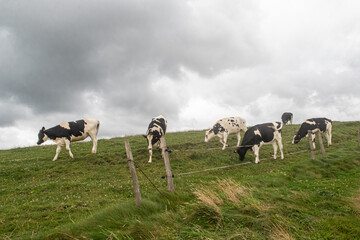pinto cows grazing in green field