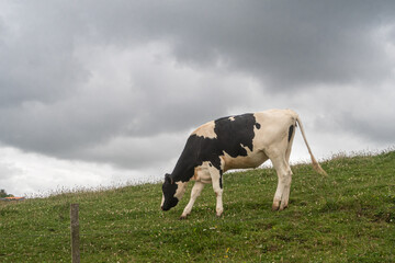 pinto cows grazing in green field