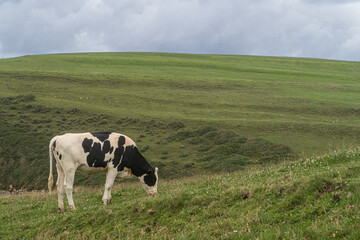 pinto cows grazing in green field
