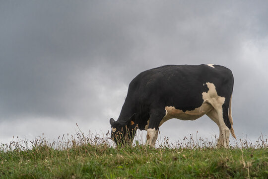 pinto cows grazing in green field