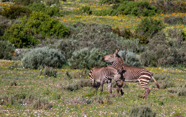 Fototapeta na wymiar Two wild zebras play in field of pretty Cape flowers
