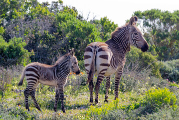 Baby zebra quagga with mother in the wild