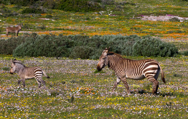 Cape indigenous wild flowers with zebra and foal
