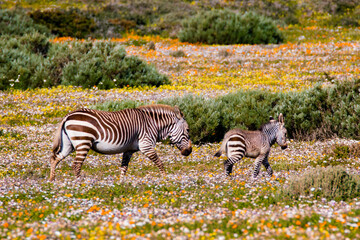 Beautiful wildflowers in field with zebra and foal