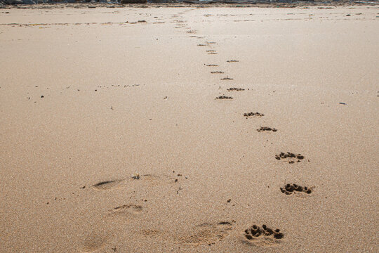 dog and human footprints on beach sand