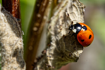 ladybird on a leaf