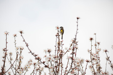 New Holland honeyeater bird on an almond tree in blossom, in Adelaide, South Australia