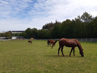 Obraz premium Manada de caballos en un prado de Galicia