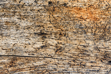 Texture of the log damaged by wood pests. Wooden pattern for background