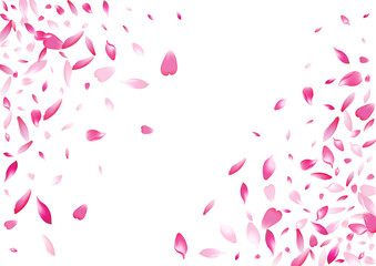 Fototapeta na wymiar Transparent Sakura Petal Vector White Background.
