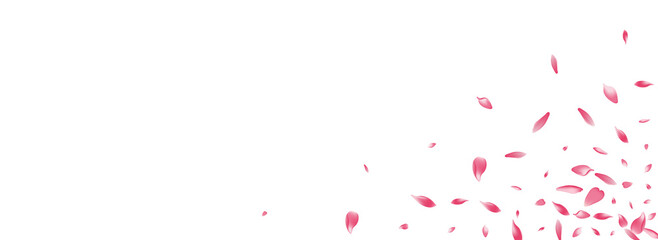 Color Sakura Petal Vector Panoramic Background.