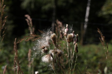 The wind blows the seeds off the faded thistle