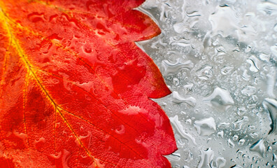 Red autumn leaf on wet glass after rain
