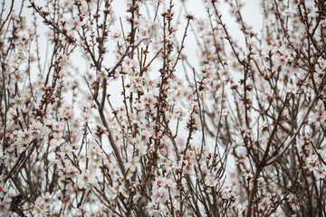 almond tree in blossom in Adelaide, South Australia in spring time