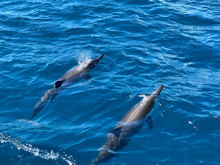 Group of dolphins swimming in Reunion island