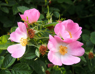 close up of pink wild rose flowers against a dark green foliage background