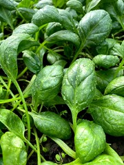 Spinach growing in vegetable bed top view