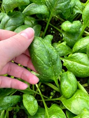 Farmer showing spinach leaves at the plantation
